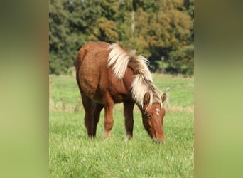 Caballos islandeses, Yegua, 2 años, 140 cm, Perla