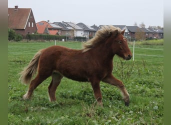 Caballos islandeses, Yegua, 2 años, 140 cm, Perla