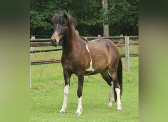 Caballos islandeses, Yegua, 2 años, 140 cm, Pío