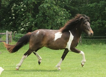 Caballos islandeses, Yegua, 2 años, 140 cm, Pío