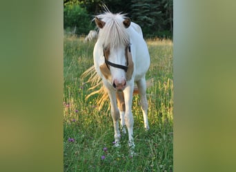 Caballos islandeses, Yegua, 2 años, 140 cm, Pío