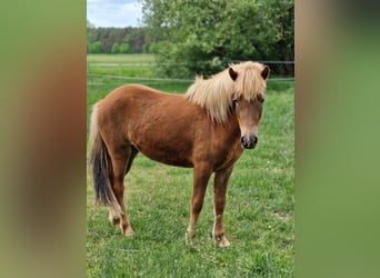 Caballos islandeses, Yegua, 2 años, 141 cm, Alazán