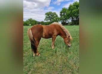 Caballos islandeses, Yegua, 2 años, 141 cm, Alazán