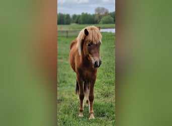 Caballos islandeses, Yegua, 2 años, 141 cm, Alazán