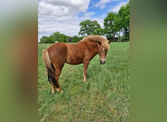 Caballos islandeses, Yegua, 2 años, 141 cm, Alazán