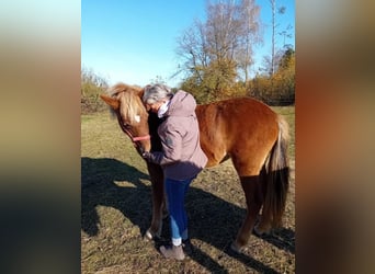 Caballos islandeses, Yegua, 2 años, 141 cm, Alazán