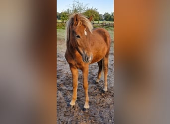 Caballos islandeses, Yegua, 2 años, 141 cm, Alazán