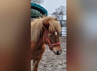 Caballos islandeses, Yegua, 2 años, 141 cm, Alazán