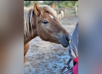 Caballos islandeses, Yegua, 2 años, 141 cm, Alazán