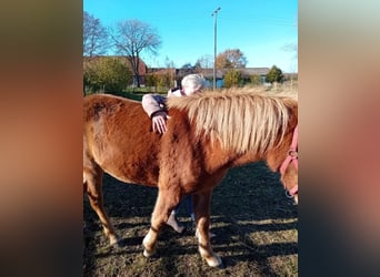 Caballos islandeses, Yegua, 2 años, 141 cm, Alazán