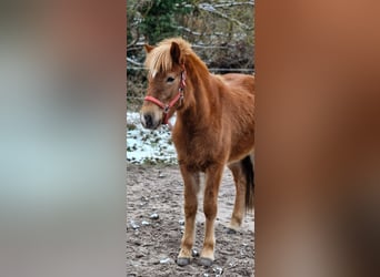 Caballos islandeses, Yegua, 2 años, 141 cm, Alazán-tostado