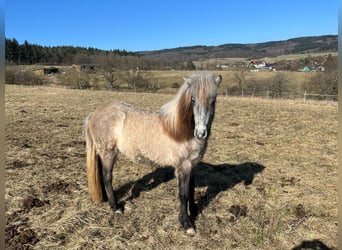 Caballos islandeses, Yegua, 2 años, 142 cm, Musgo marrón