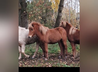 Caballos islandeses, Yegua, 2 años, 144 cm, Alazán