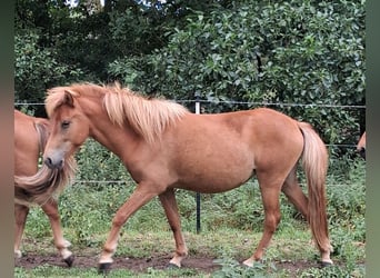 Caballos islandeses, Yegua, 2 años, 144 cm, Alazán