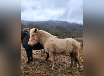 Caballos islandeses, Yegua, 2 años, 145 cm, Palomino