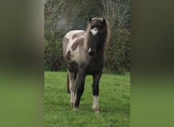 Caballos islandeses, Yegua, 2 años, 145 cm, Ruano azulado