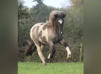 Caballos islandeses, Yegua, 2 años, 145 cm, Ruano azulado