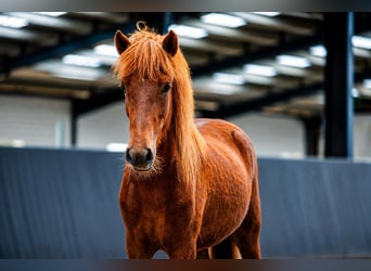 Caballos islandeses, Yegua, 2 años, Alazán