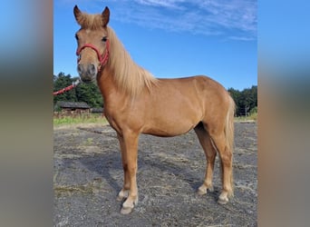 Caballos islandeses, Yegua, 2 años, Alazán rojizo