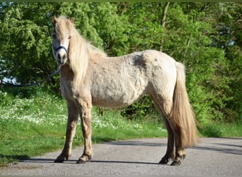 Caballos islandeses, Yegua, 2 años