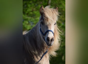 Caballos islandeses, Yegua, 2 años