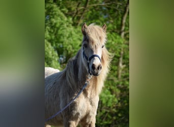 Caballos islandeses, Yegua, 2 años