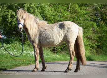 Caballos islandeses, Yegua, 2 años