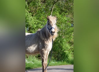 Caballos islandeses, Yegua, 2 años