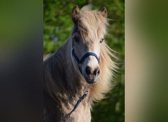 Caballos islandeses, Yegua, 2 años