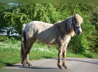 Caballos islandeses, Yegua, 2 años