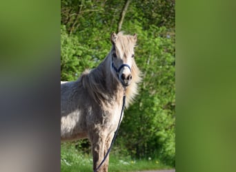 Caballos islandeses, Yegua, 2 años