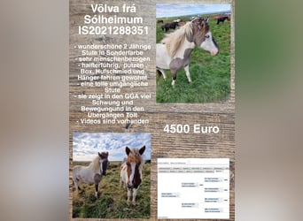 Caballos islandeses, Yegua, 2 años