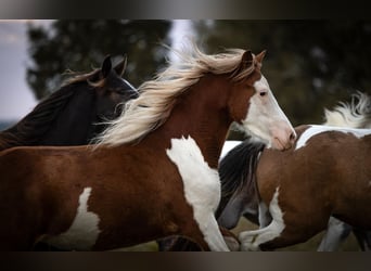 Caballos islandeses, Yegua, 2 años, Pío