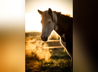 Caballos islandeses, Yegua, 2 años, Pío