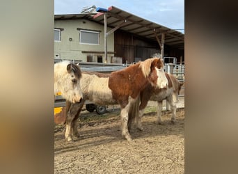 Caballos islandeses, Yegua, 2 años, Pío