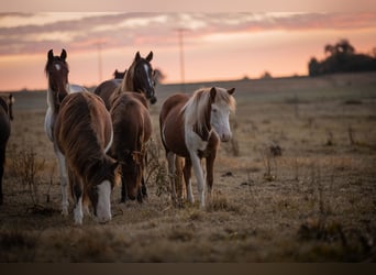 Caballos islandeses, Yegua, 2 años, Pío