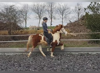 Caballos islandeses, Yegua, 2 años, Pío
