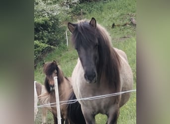 Caballos islandeses, Yegua, 3 años, 132 cm, Bayo