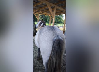 Caballos islandeses, Yegua, 3 años, 134 cm, Buckskin/Bayo