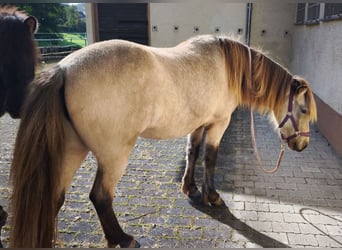 Caballos islandeses, Yegua, 3 años, 134 cm, Buckskin/Bayo