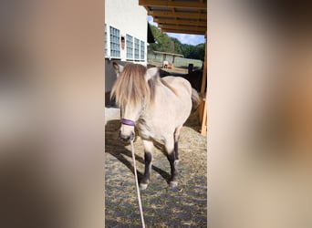 Caballos islandeses, Yegua, 3 años, 134 cm, Buckskin/Bayo