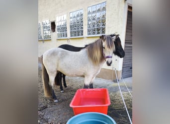 Caballos islandeses, Yegua, 3 años, 134 cm, Buckskin/Bayo