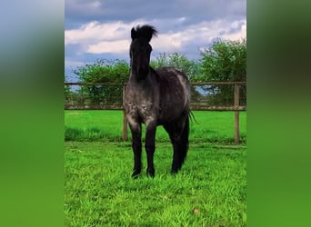 Caballos islandeses, Yegua, 3 años, 135 cm, Castaño-ruano