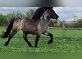 Caballos islandeses, Yegua, 3 años, 135 cm, Castaño-ruano