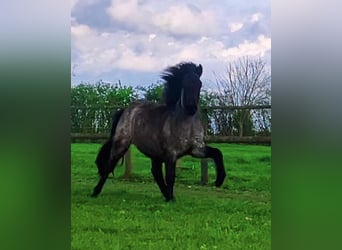 Caballos islandeses, Yegua, 3 años, 135 cm, Castaño-ruano