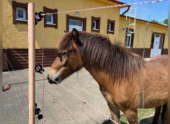Caballos islandeses, Yegua, 3 años, 136 cm, Castaño rojizo