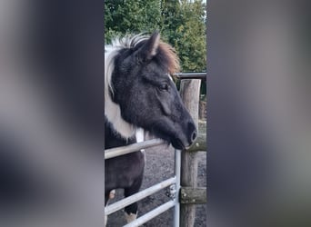 Caballos islandeses, Yegua, 3 años, 138 cm, Musgo