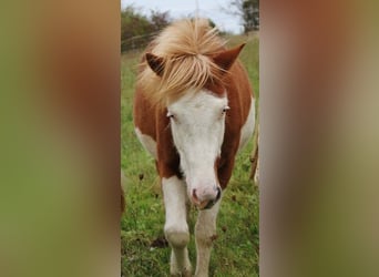 Caballos islandeses, Yegua, 3 años, 138 cm, White/Blanco