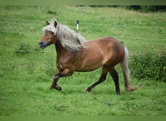 Caballos islandeses, Yegua, 3 años, 139 cm, Alazán