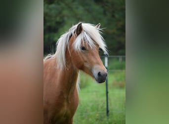 Caballos islandeses, Yegua, 3 años, 139 cm, Alazán